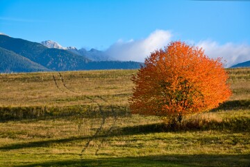 Naklejka premium autumn in the mountains, autumn in full beauty, autumn background, beautiful nature, colorful tree