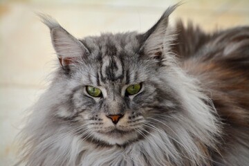 a big hairy maine coon cat stares straight ahead