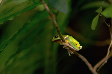 A vibrant emerald tree frog (Zhangixalus prasinatus) perches on a thin branch. It is a species endemic to Taiwan. Known for its bright green skin and distinctive golden streaks in its eyes.