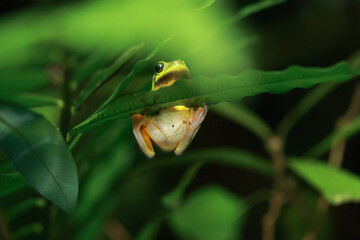 A vibrant emerald tree frog (Zhangixalus prasinatus) perches on a thin branch. It is a species...