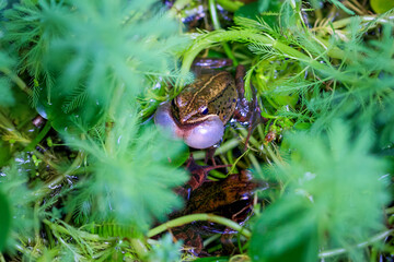 A male Olive frog (Nidirana adenopleura) is perched on a plant stem in a pond, its vocal sac inflated as it calls out to attract a mate. New Taipei City, Taiwan.