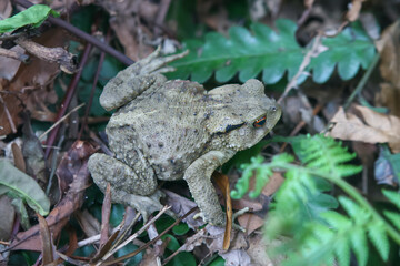 A well-camouflaged Asian toad (Bufo bankorensis) rests among fallen leaves on the forest floor. Its warty skin and distinctive red eyes are visible. Captured in New Taipei City, Taiwan.