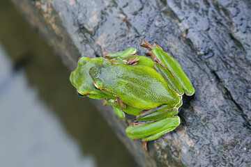 Two green tree frogs tangled together in the woods next to the pool. Mating behavior in which a male holds a female from behind. New Taipei City, Taiwan.