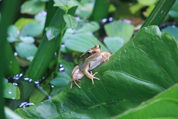 A vibrant olive frog (Nidirana adenpleura) rests on a green leaf. The frog's brown markings provide excellent camouflage among the dense foliage of the pond. New Taipei City, Taiwan.
