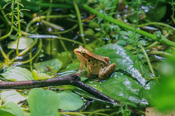 A vibrant olive frog (Nidirana adenpleura) basks in the sun on a green leaf. The frog's brown markings provide excellent camouflage among the dense foliage of the pond. New Taipei City, Taiwan.