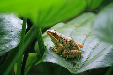 A vibrant olive frog (Nidirana adenpleura) rests on a green leaf. The frog's brown markings provide excellent camouflage among the dense foliage of the pond. New Taipei City, Taiwan.