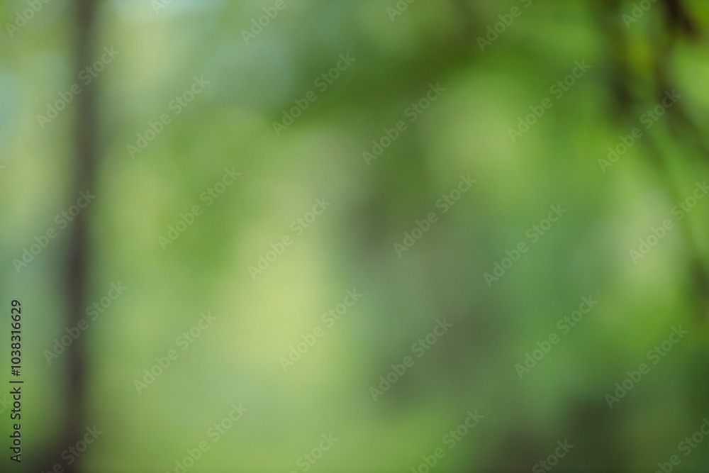 Poster Forest background out of focus. Soft image with sunny weather. Round bokeh. Green background for design.