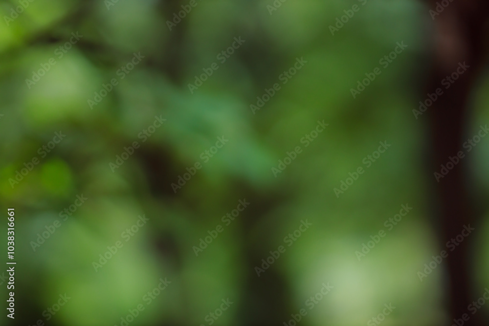 Poster forest background out of focus. soft image with sunny weather. round bokeh. green background for des