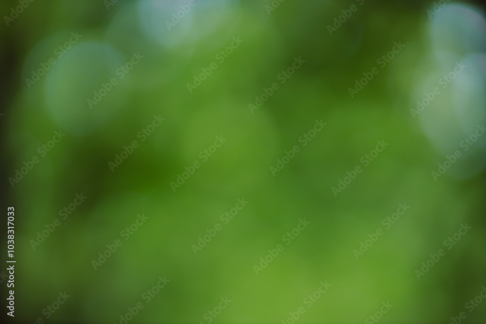 Fototapete Forest background out of focus. Soft image with sunny weather. Round bokeh. Green background for design.