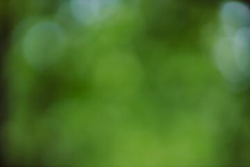 Forest background out of focus. Soft image with sunny weather. Round bokeh. Green background for...