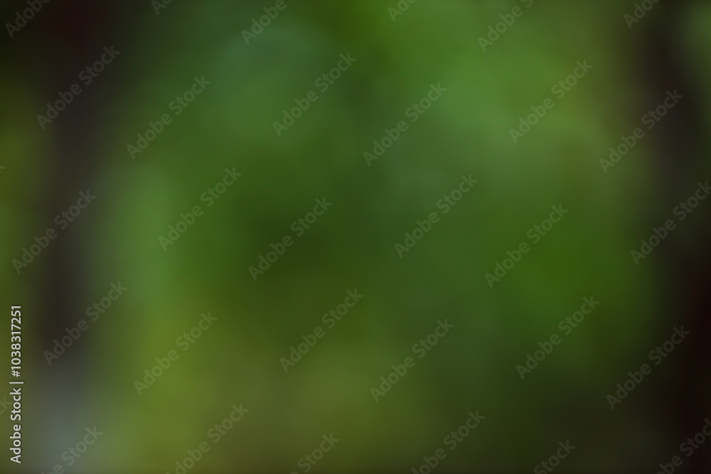 Poster forest background out of focus. soft image with sunny weather. round bokeh. green background for des