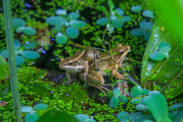 A pair of olive frogs (Nidirana adenpleura) perch on a rock in a pond, showing their close relationship. Their smooth skin and large, round eyes are clearly visible. Taipei, Taiwan.