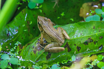 A vibrant olive frog (Nidirana adenpleura) rests on a green leaf. The frog's brown markings provide excellent camouflage among the dense foliage of the pond. New Taipei City, Taiwan.