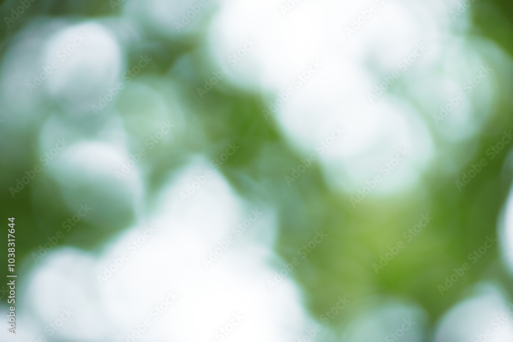 Poster Forest background out of focus. Soft image with sunny weather. Round bokeh. Green background for design.