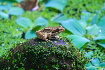 A olive frog (Nidirana adenopleura) is perched on a moss-covered rock near a pond. The frog's brown markings provide excellent camouflage against the natural surroundings. New Taipei City, Taiwan.