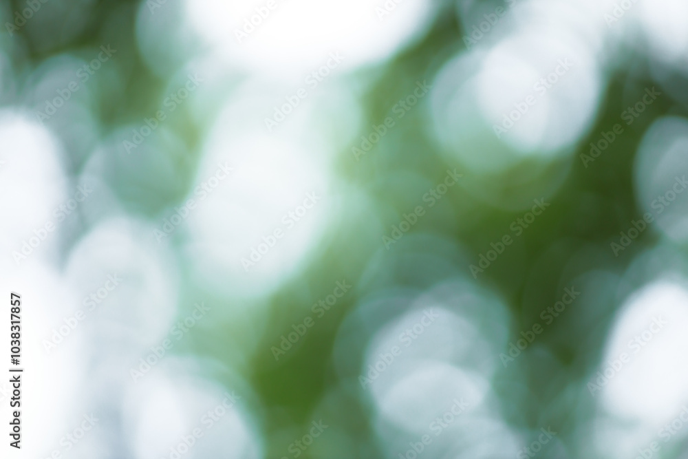 Poster Forest background out of focus. Soft image with sunny weather. Round bokeh. Green background for design.