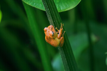 The spotted-legged tree frog, or Brauer's tree frog, is perfectly camouflaged on the green stems of the pond. The frog's smooth skin and large eyes are clearly visible. New Taipei City, Taiwan.