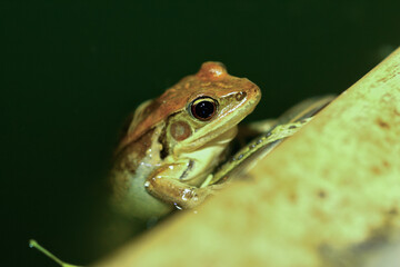 A close-up of an olive frog (Nidirana adenopleura) showing its large, round eyes and smooth, moist skin. The frog's vibrant colors and intricate patterns are clearly visible. New Taipei City, Taiwan.