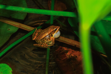 A male Olive frog (Nidirana adenopleura) is perched on a plant stem in a pond, its vocal sac inflated as it calls out to attract a mate. New Taipei City, Taiwan.