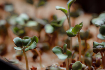Sprouting microgreens at home on the windowsill. Miniature radish for salads and decoration of...