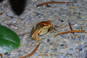A close-up of a Latouchte's frog sitting on a rocky surface at night. The frog is brown with a reddish-brown back. New Taipei City, Taiwan.