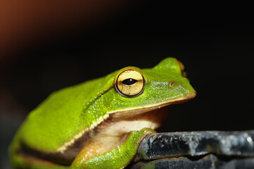 A close-up of an emerald tree frog (Zhangixalus aurantiventris) showcasing its vibrant green skin and striking golden eyes. New Taipei City, Taiwan.