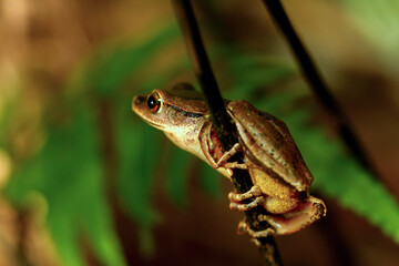 A close-up of a Brauer's tree frog perched on a thin twig. The frog is brown with green surroundings. New Taipei City, Taiwan.