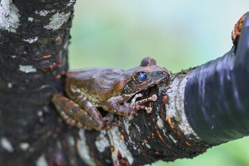 A close-up of a brown tree frog (Buergeria robusta) perched on a tree branch. The frog's distinctive brown coloration and large, round eyes are clearly visible. New Taipei City, Taiwan.