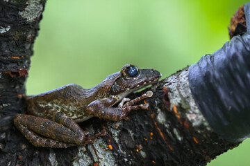 A close-up of a brown tree frog (Buergeria robusta) perched on a tree branch. The frog's distinctive brown coloration and large, round eyes are clearly visible. New Taipei City, Taiwan.