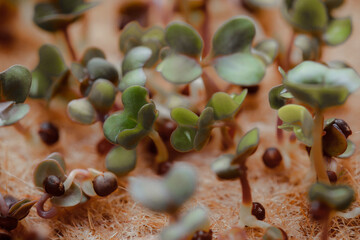 Sprouting microgreens at home on the windowsill. Miniature radish for salads and decoration of...