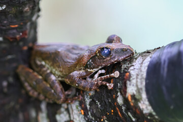 A close-up of a brown tree frog (Buergeria robusta) perched on a tree branch. The frog's distinctive brown coloration and large, round eyes are clearly visible. New Taipei City, Taiwan.