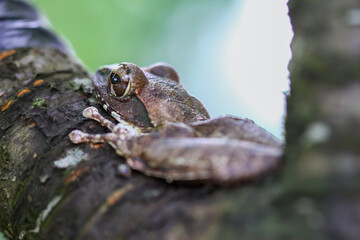 Naklejka premium A close-up of a brown tree frog (Buergeria robusta) perched on a tree branch. The frog's distinctive brown coloration and large, round eyes are clearly visible. New Taipei City, Taiwan.