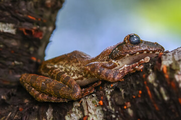 A close-up of a brown tree frog (Buergeria robusta) perched on a tree branch. The frog's distinctive brown coloration and large, round eyes are clearly visible. New Taipei City, Taiwan.