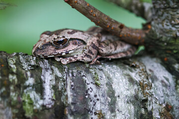 A close-up of a brown tree frog (Buergeria robusta) perched on a tree branch. The frog's distinctive brown coloration and large, round eyes are clearly visible. New Taipei City, Taiwan.