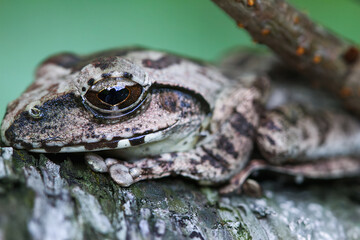 A close-up of a brown tree frog (Buergeria robusta) perched on a tree branch. The frog's distinctive brown coloration and large, round eyes are clearly visible. New Taipei City, Taiwan.