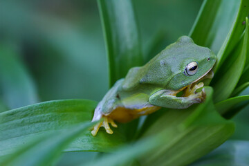 A vibrant green Taipei tree frog perched on a leaf in a lush, green environment. The frog's large, round eyes and smooth skin are clearly visible. New Taipei City, Taiwan.