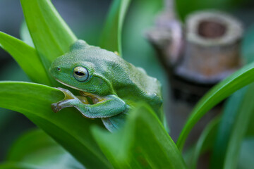 A vibrant green Taipei tree frog perched on a leaf in a lush, green environment. The frog's large, round eyes and smooth skin are clearly visible. New Taipei City, Taiwan.