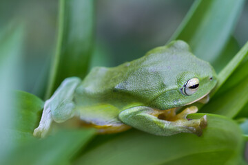 A vibrant green Taipei tree frog perched on a leaf in a lush, green environment. The frog's large, round eyes and smooth skin are clearly visible. New Taipei City, Taiwan.