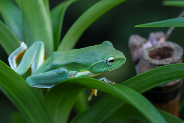 A vibrant green Taipei tree frog perched on a leaf in a lush, green environment. The frog's large, round eyes and smooth skin are clearly visible. New Taipei City, Taiwan.