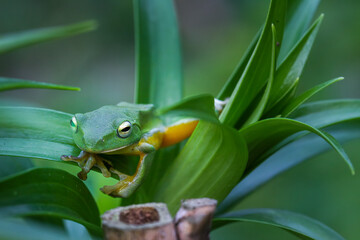 A vibrant green Taipei tree frog perched on a leaf in a lush, green environment. The frog's large, round eyes and smooth skin are clearly visible. New Taipei City, Taiwan.