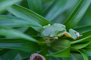 A vibrant green Taipei tree frog perched on a leaf in a lush, green environment. The frog's large, round eyes and smooth skin are clearly visible. New Taipei City, Taiwan.