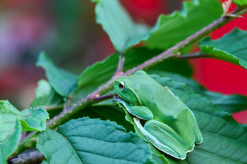 A vibrant green Taipei tree frog perched on a leaf in a lush, green environment. The frog's large, round eyes and smooth skin are clearly visible. New Taipei City, Taiwan.