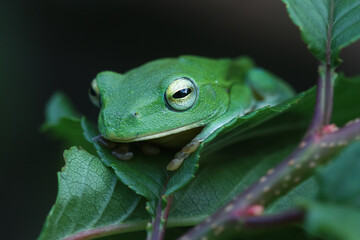 A vibrant green Taipei tree frog perched on a leaf in a lush, green environment. The frog's large, round eyes and smooth skin are clearly visible. New Taipei City, Taiwan.