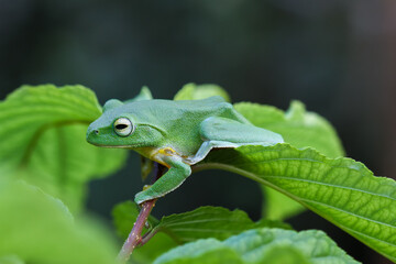 A vibrant green Taipei tree frog perched on a leaf in a lush, green environment. The frog's large, round eyes and smooth skin are clearly visible. New Taipei City, Taiwan.