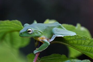 A vibrant green Taipei tree frog perched on a leaf in a lush, green environment. The frog's large, round eyes and smooth skin are clearly visible. New Taipei City, Taiwan.