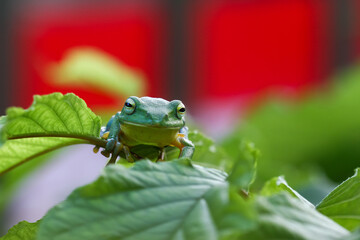 A vibrant green Taipei tree frog perched on a leaf in a lush, green environment. The frog's large, round eyes and smooth skin are clearly visible. New Taipei City, Taiwan.
