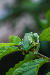 A vibrant green Taipei tree frog perched on a leaf in a lush, green environment. The frog's large, round eyes and smooth skin are clearly visible. New Taipei City, Taiwan.