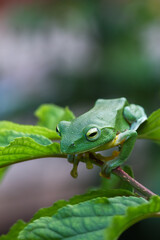 A vibrant green Taipei tree frog perched on a leaf in a lush, green environment. The frog's large, round eyes and smooth skin are clearly visible. New Taipei City, Taiwan.