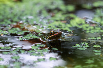 A Swinhoe's Frog (Odorrana swinhoana) is partially submerged in a pond, its large, round eyes and pointed snout visible above the waterline. New Taipei City, Taiwan.