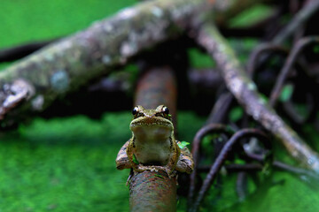 A close-up of an Olive frog perched on a thin twig. The frog has a brown body with brown spots. New Taipei City, Taiwan.